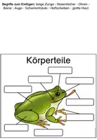 Vorschau - Unterrichtsreihen - Lapbook zum Frosch - Seite 3