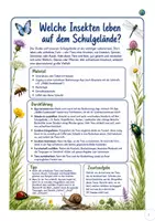 Vorschau - Arbeitsblätter - Forscherheft: Insekten bestimmen mithilfe einer App - Seite 1