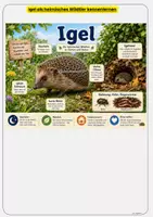 Vorschau - Arbeitsblätter - Igel: Körperbau, Nahrung, Nest und Winterschlaf einfach verstehen Übungen mit Lösungen Klasse 3 & Klasse 4 - Seite 3