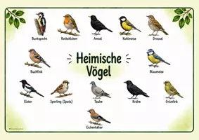 Vorschau - Poster - Vögel- Tafelkarten, Themenplakat - Seite 3