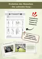 Vorschau - Arbeitsblätter - Evolution des Menschen – Der aufrechte Gang - Deckblatt