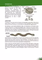 Vorschau - Unterrichtsreihen - Schlangen in Österreichs - Seite 2