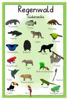 Vorschau - Poster - Tiere im Regenwald - Wortspeicher - Seite 1
