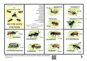 Vorschau - Merkblätter - Bienen bestimmen, Heftchen für die Hosentasche - Seite 1