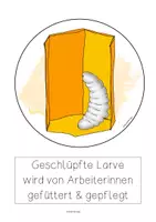Vorschau - Poster - Entwicklung Honigbiene, Tafelbilder, vom Ei zum erwachsenen Tier - Seite 2