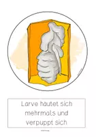 Vorschau - Poster - Entwicklung Honigbiene, Tafelbilder, vom Ei zum erwachsenen Tier - Seite 3