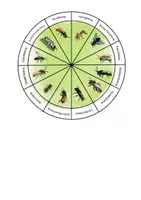 Vorschau - Mal- und Bastelvorlagen - Wildbienen und Honigbiene, Drehscheibe zur Bestimmung - Seite 2