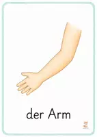 Vorschau - Bildkarten - Mein Körper / Körperteile - Bildkarten - Seite 1