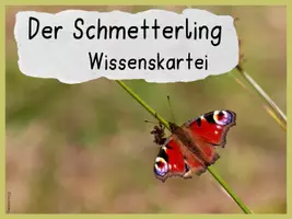 Vorschau - Stationenlernen - Wissenskartei & Quiz - Schmetterling - Seite 1