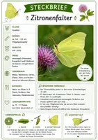 Vorschau - Merkblätter - Insekten Steckbriefe - Seite 1