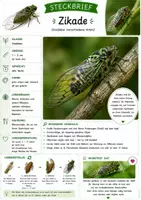 Vorschau - Merkblätter - Insekten Steckbriefe - Seite 2