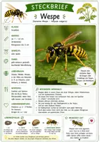 Vorschau - Merkblätter - Insekten Steckbriefe - Seite 3