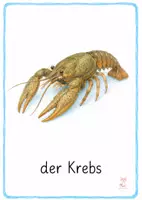 Vorschau - Bildkarten - Tiere am Wasser Bildkarten – 1.& 2. Klasse - Seite 1