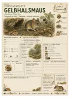 Vorschau - Arbeitsblätter - Gelbhalsmaus – kostenloses Materialpaket für Sachunterricht & Naturbildung Bella Wildherz - Seite 1