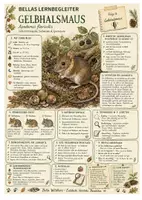 Vorschau - Arbeitsblätter - Gelbhalsmaus – kostenloses Materialpaket für Sachunterricht & Naturbildung Bella Wildherz - Seite 2