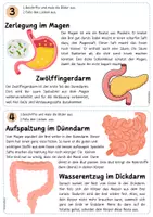 Vorschau - Stationenlernen - NT Stationen der Verdauung - Seite 2