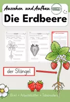 Vorschau - Unterrichtsreihen - Die Erdbeere: Aufbau der Pflanze & Frucht (Brief, Arbeitsblätter & Tafelmaterial) - Deckblatt