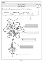 Vorschau - Unterrichtsreihen - Die Erdbeere: Aufbau der Pflanze & Frucht (Brief, Arbeitsblätter & Tafelmaterial) - Seite 3