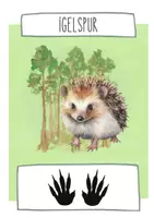 Vorschau - Präsentationen/Tafelbilder - Waldtiere und ihre Spuren - Tafelkarten - Seite 1