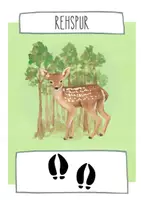 Vorschau - Präsentationen/Tafelbilder - Waldtiere und ihre Spuren - Tafelkarten - Seite 3