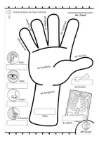 Vorschau - Unterrichtsreihen - Bildwörterbuch Körper / body parts - Seite 3