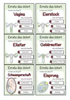 Vorschau - Spiele - Sexualkunde - Errate das Wort-Spiel - Seite 3