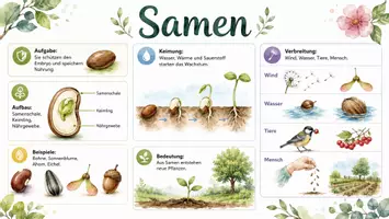 Vorschau - Arbeitsblätter - Arbeitsblatt "Samen" + Onlineübung & MP3 + Infografik - Seite 2