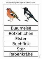 Vorschau - Arbeitsblätter - heimische Vögel in Deutschland - Seite 3