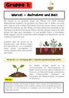 Vorschau - Arbeitsblätter - Pflanzenorgane Gruppenarbeit: Wurzel, Stängel & Blatt Blüte - Seite 1