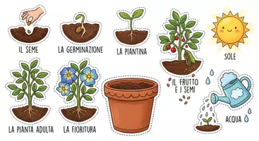 anteprima - Materiale interattivo - scheda interattiva fasi della pianta - Pagina di copertina