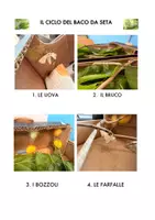 anteprima - Flashcard - IL CICLO DEL BACO DA SETA - Pagina di copertina