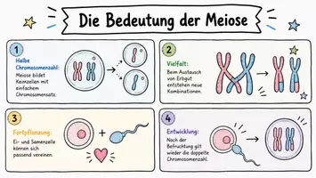Vorschau - Arbeitsblätter - Arbeitsblatt "Die Bedeutung der Meiose" + interaktive Lösung & MP3 + Infografik - Seite 2