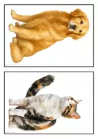 Vorschau - Arbeitsblätter - Mini Materialpaket Pets - Seite 2
