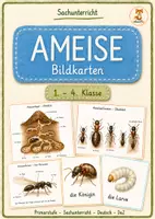 Vorschau - Bildkarten - Ameise Bildkarten – 1.–4. Klasse 🐜🌿 - Deckblatt