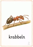 Vorschau - Bildkarten - Ameise Bildkarten – 1.–4. Klasse 🐜🌿 - Seite 1