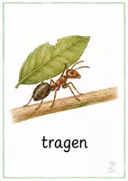 Vorschau - Bildkarten - Ameise Bildkarten – 1.–4. Klasse 🐜🌿 - Seite 2