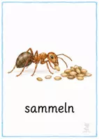Vorschau - Bildkarten - Ameise Bildkarten – 1.–4. Klasse 🐜🌿 - Seite 3