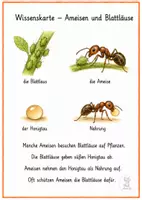 Vorschau - Merkblätter - Ameise Wissenskarten – 1.–4. Klasse 🐜🔍 - Seite 1
