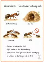 Vorschau - Merkblätter - Ameise Wissenskarten – 1.–4. Klasse 🐜🔍 - Seite 2
