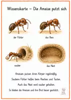 Vorschau - Merkblätter - Ameise Wissenskarten – 1.–4. Klasse 🐜🔍 - Seite 3