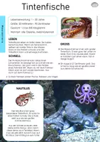 Vorschau - Arbeitsblätter - Kraken & Tintenfische | Sachtext, Arbeitsblätter mit Lösung - Klasse 2 - Seite 2