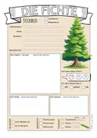 Vorschau - Arbeitsblätter - Steckbrief FICHTE plus Lesetext und Wurzeltypen - Seite 2