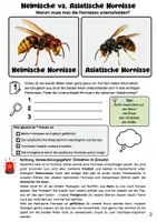 Vorschau - Arbeitsblätter - Heimische VS. Asiatische Hornisse - Seite 2