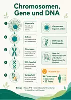 Vorschau - Arbeitsblätter - Genetik verstehen: DNA, Chromosomen, Mendel, Zellteilung, Erbkrankheiten & Gentechnik - Seite 3