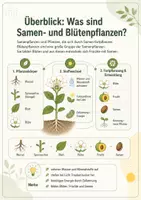 Vorschau - Arbeitsblätter - Bau und Funktion von Samen- und Blütenpflanzen - Seite 2