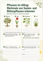 Vorschau - Arbeitsblätter - Bau und Funktion von Samen- und Blütenpflanzen - Seite 3