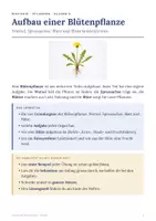 Vorschau - Arbeitsblätter - Aufbau einer Blütenpflanze - Arbeitsheft Klasse 5 - Seite 1