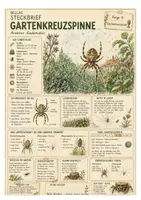 Vorschau - Arbeitsblätter - Gartenkreuzspinne – kostenloses Materialpaket für Sachunterricht & Naturbildung Bella Wildherz - Deckblatt