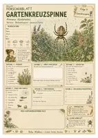 Vorschau - Arbeitsblätter - Gartenkreuzspinne – kostenloses Materialpaket für Sachunterricht & Naturbildung Bella Wildherz - Seite 2