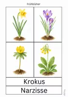 Vorschau - Arbeitsblätter - Frühblüher - Seite 2